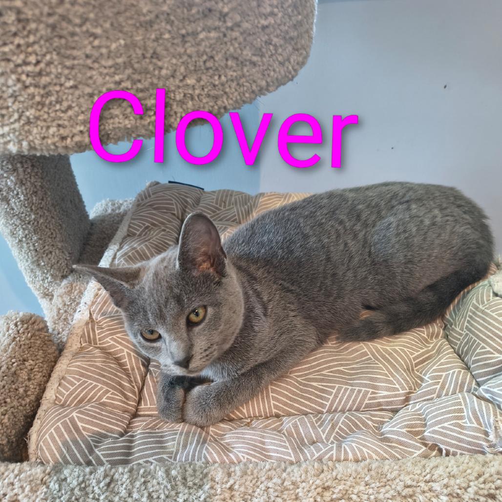Enlarge Clover, a Adoptable Domestic Short Hair in Elwood, IN image 1/1