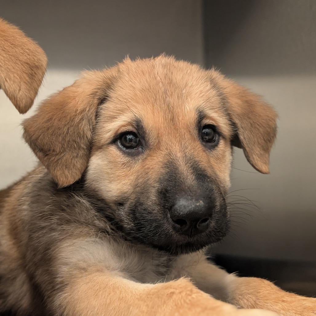 Enlarge Hazel, a Adoptable German Shepherd Dog in Asheville, NC image 1/1