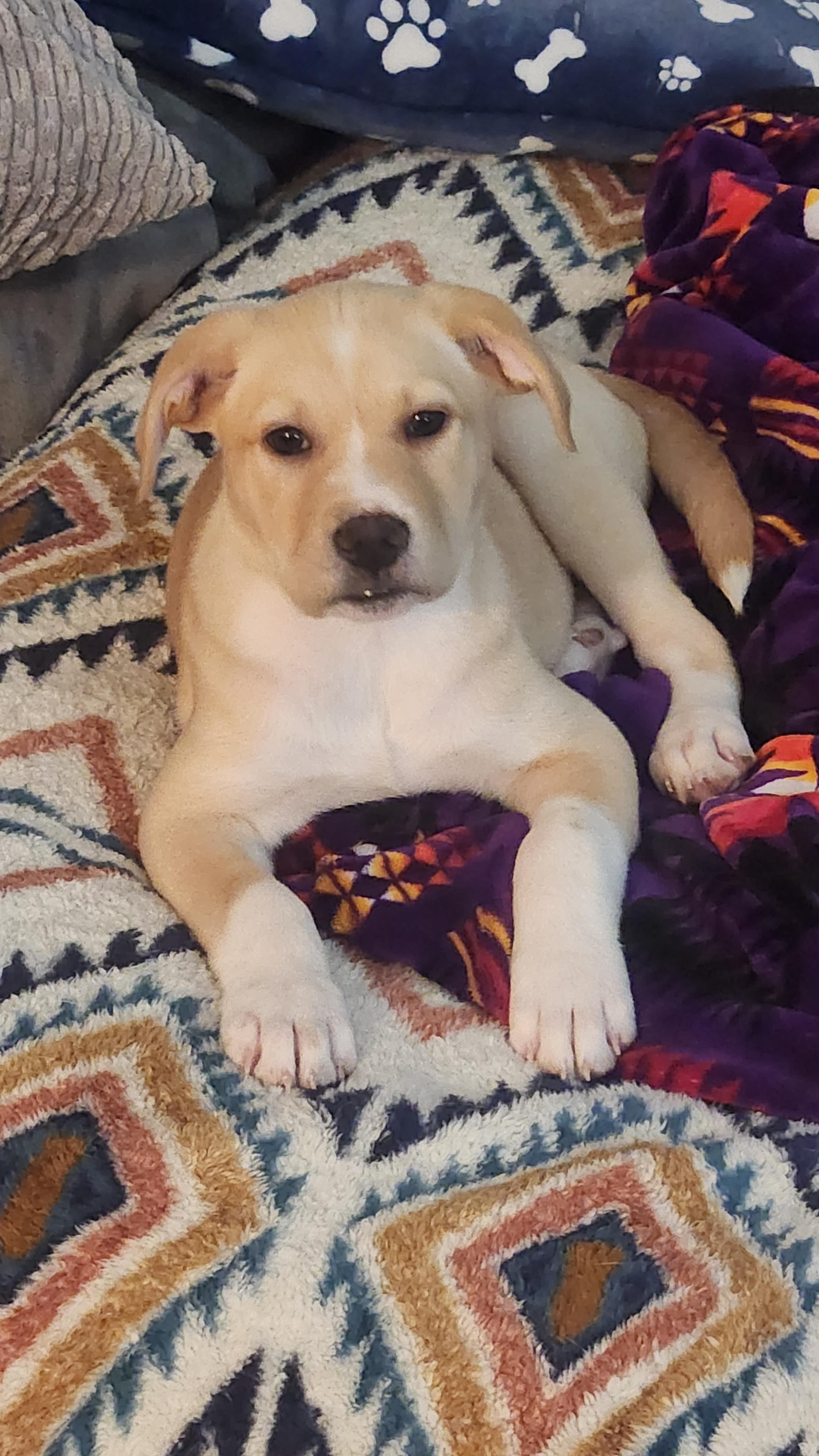 Enlarge Kennedy, a Adopted mixed breed in Minneapolis, MN image 2/6