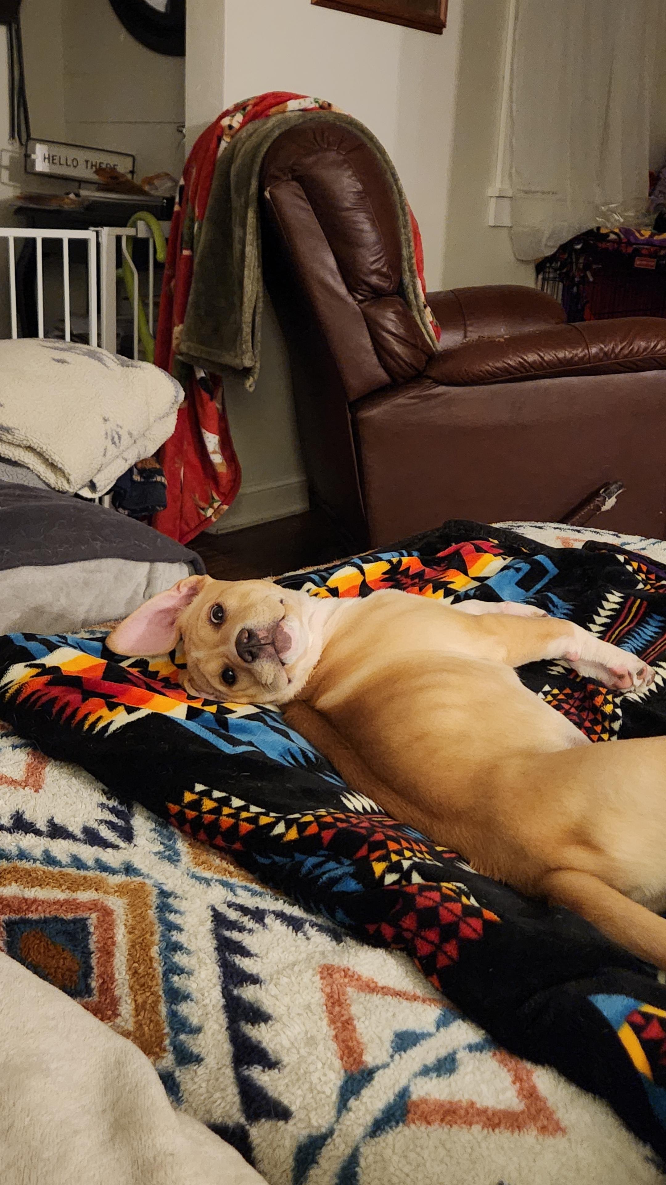 Enlarge Kennedy, a Adopted mixed breed in Minneapolis, MN image 3/6