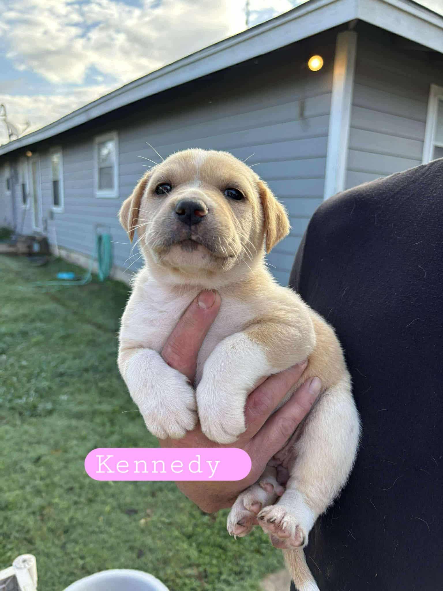 Enlarge Kennedy, a Adopted mixed breed in Minneapolis, MN image 4/6