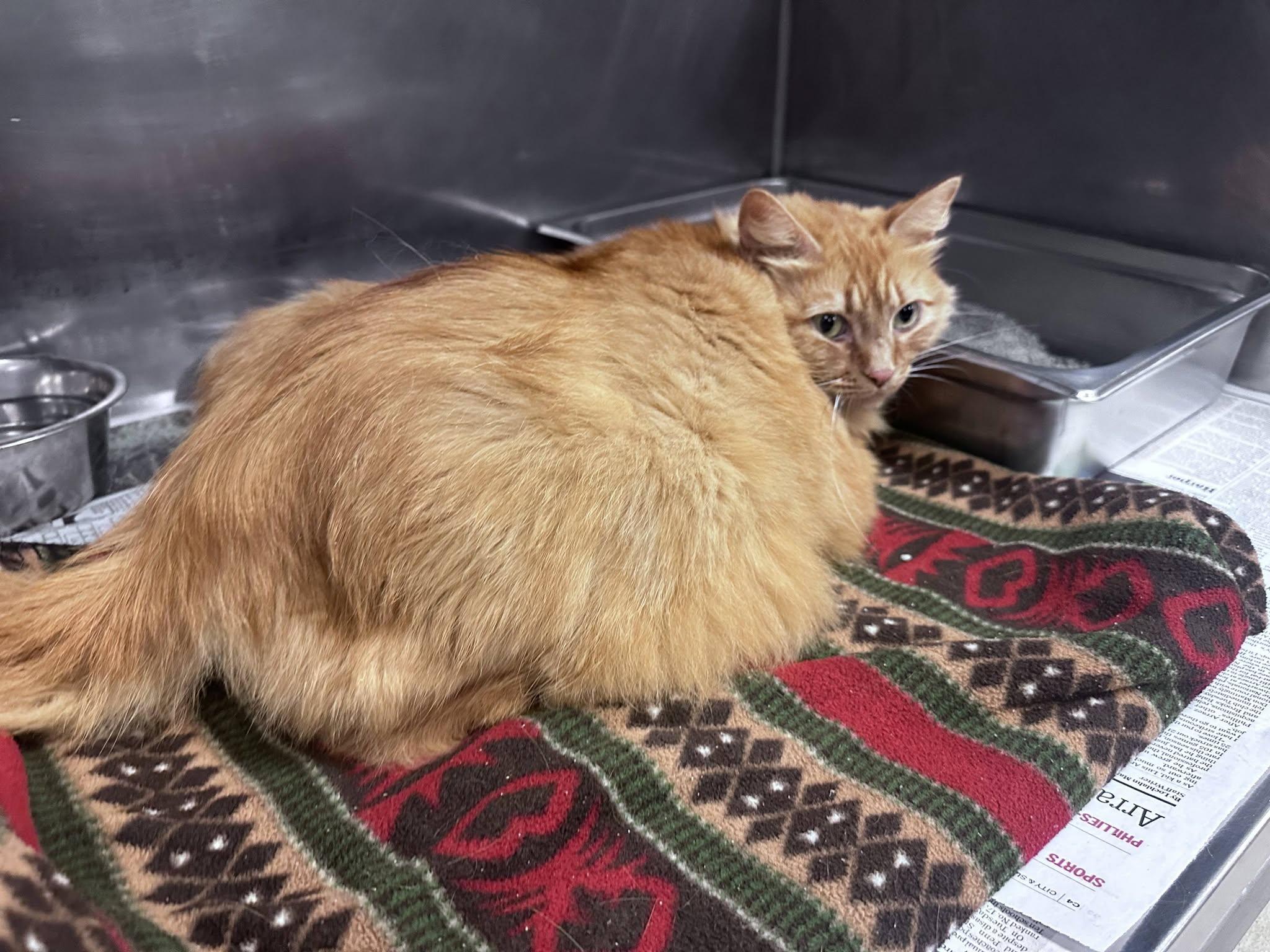 Enlarge Reba, a Adoptable Domestic Long Hair in Clayton, NJ image 4/4