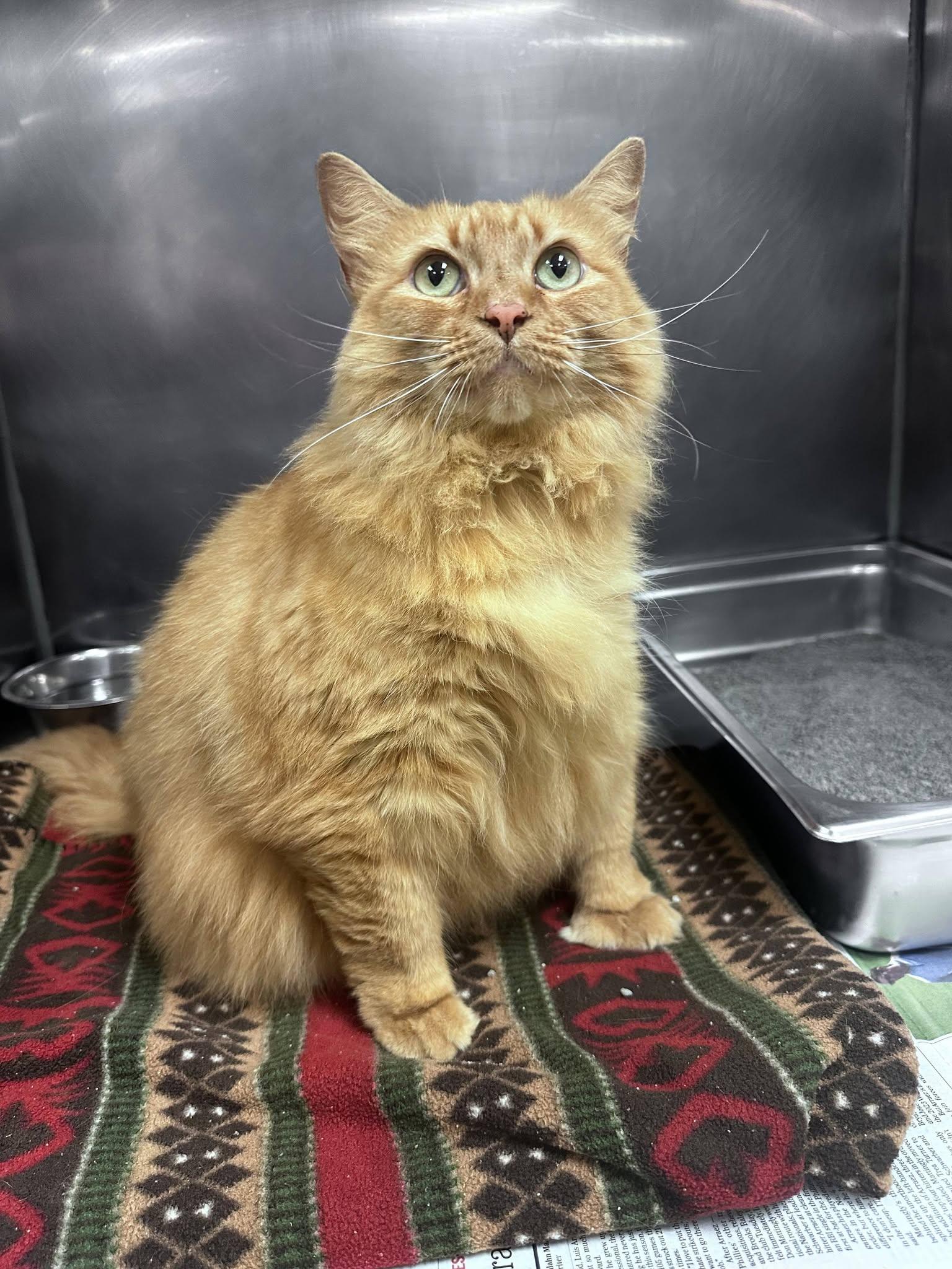 Reba, Adoptable, Adult Female Domestic Long Hair.