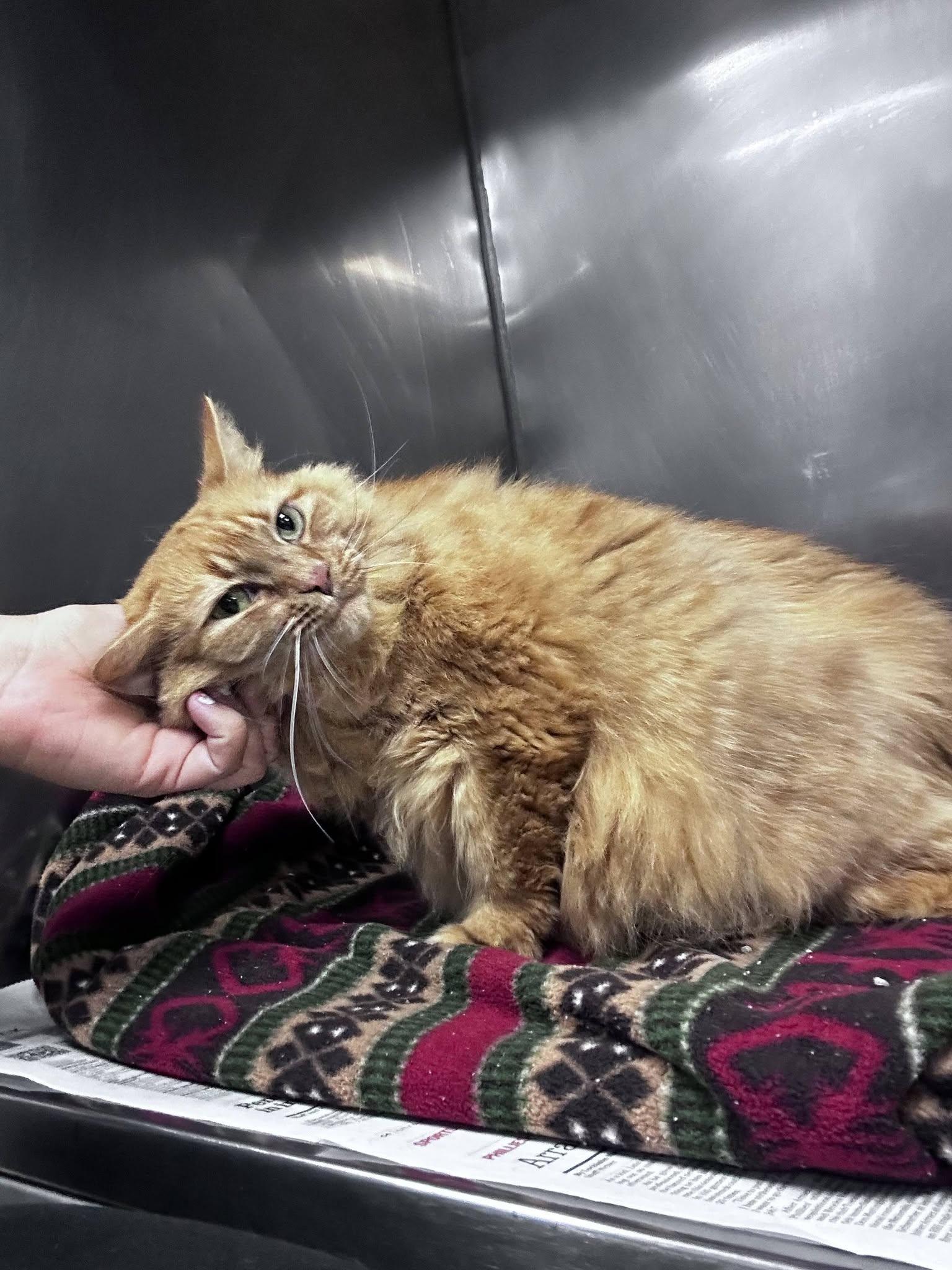 Enlarge Reba, a Adoptable Domestic Long Hair in Clayton, NJ image 2/4