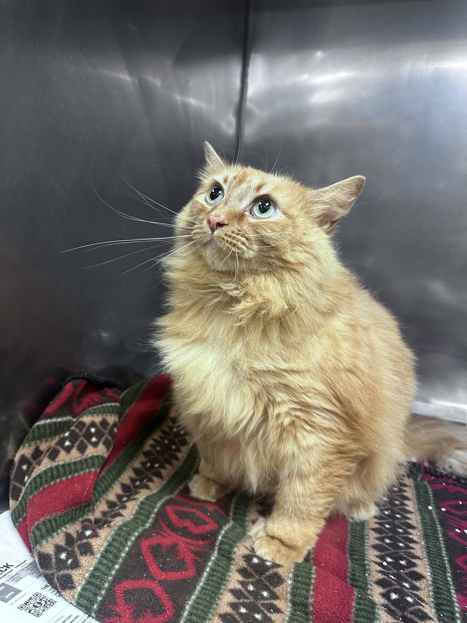 Enlarge Reba, a Adoptable Domestic Long Hair in Clayton, NJ image 3/4