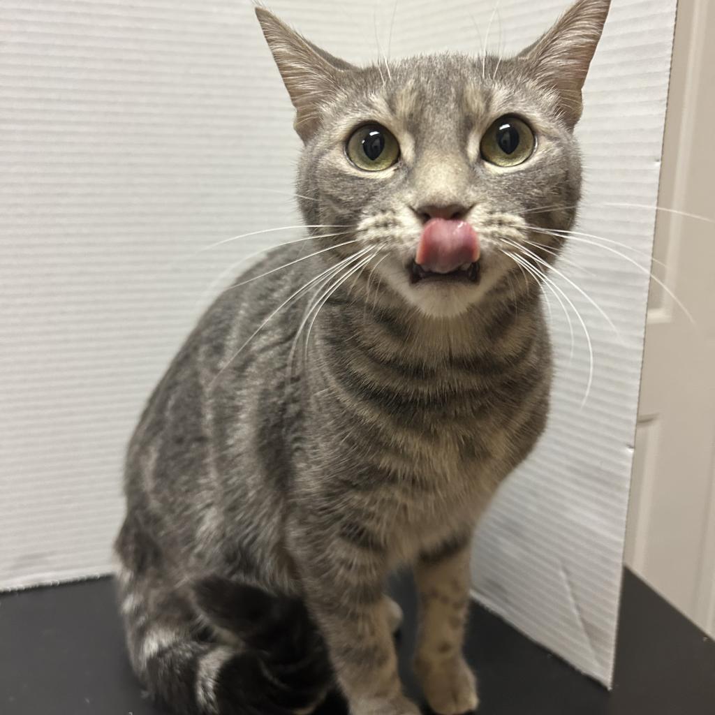 Miss Kitty, Adoptable, Adult Female Domestic Medium Hair.