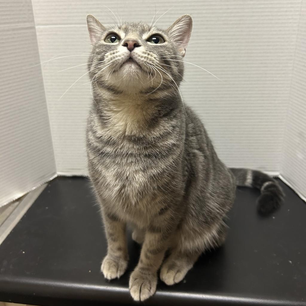 Miss Kitty, a Adoptable Domestic Medium Hair in DAYTON, TN image 2/2