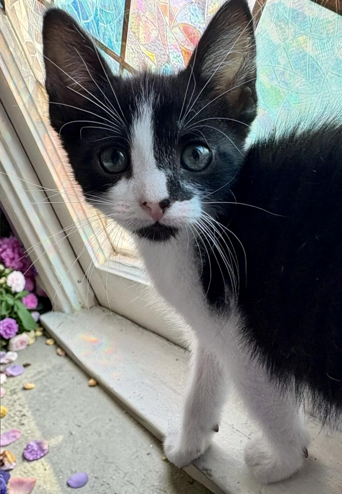 Enlarge Smudge, a ADOPTABLE Domestic Short Hair in Los Angeles, CA image 1/1