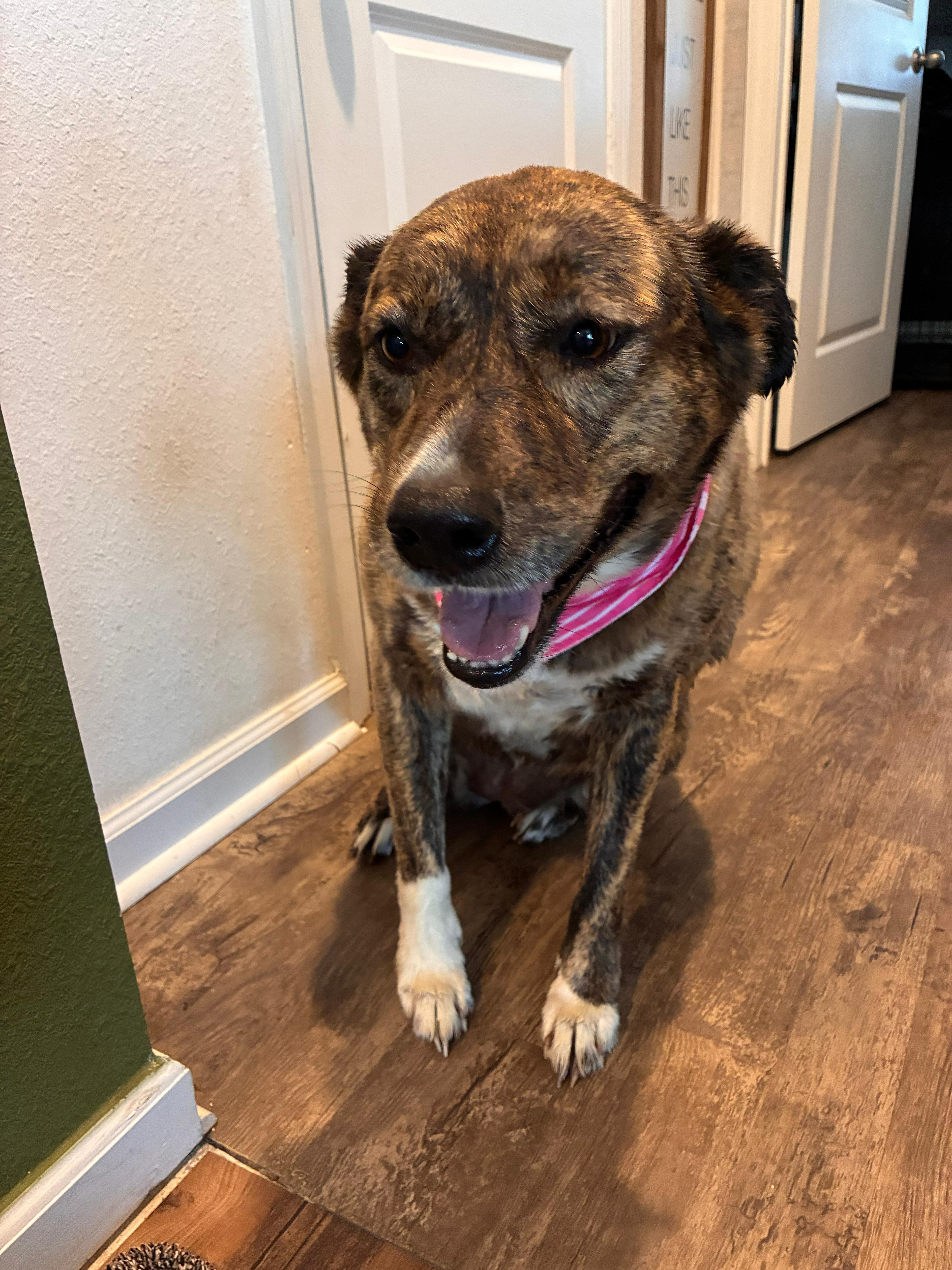 Enlarge R-Harper, a ADOPTABLE mixed breed in Oviedo, FL image 2/2