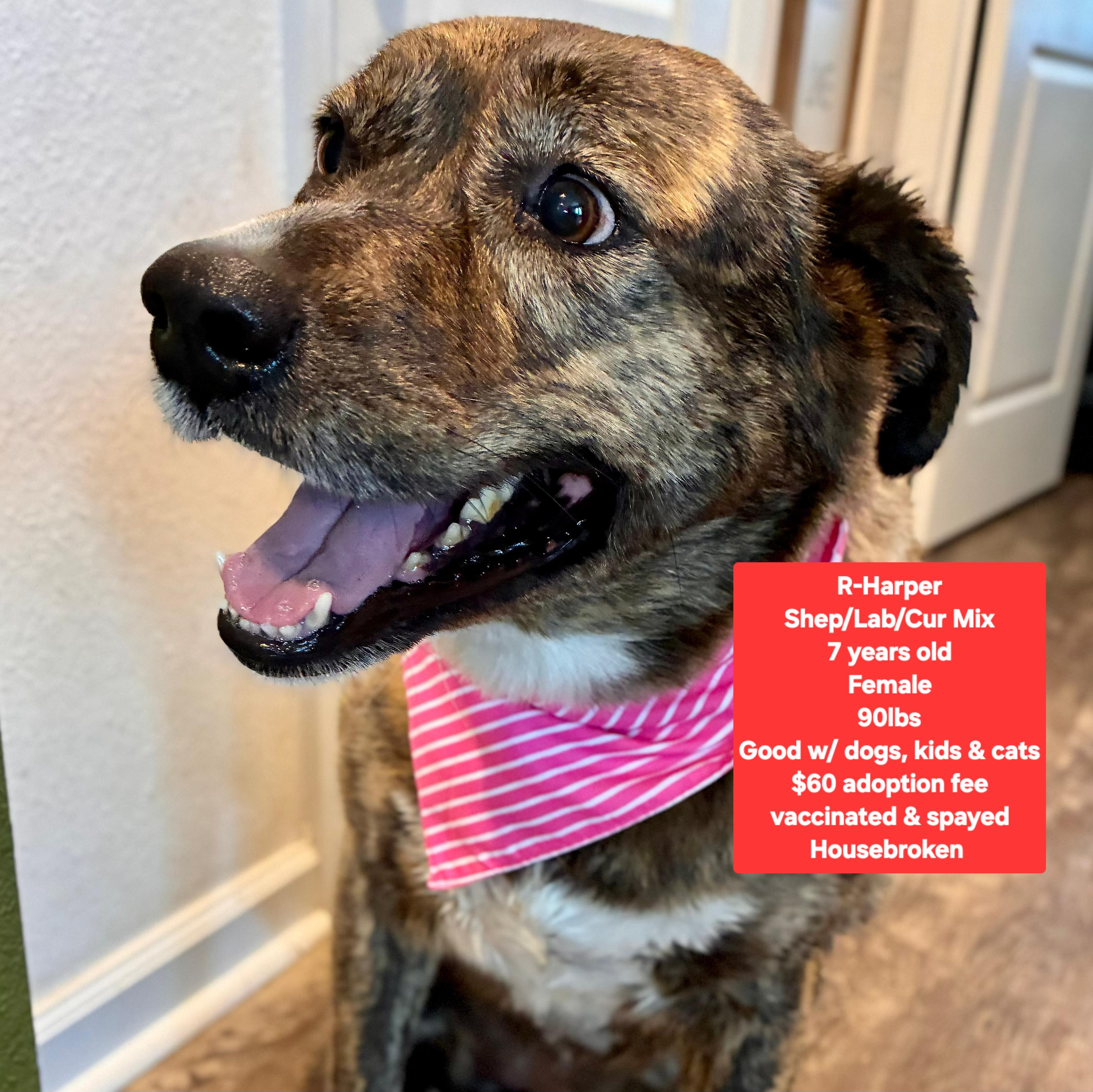 R-Harper, ADOPTABLE, Adult Female Labrador Retriever & Black Mouth Cur.