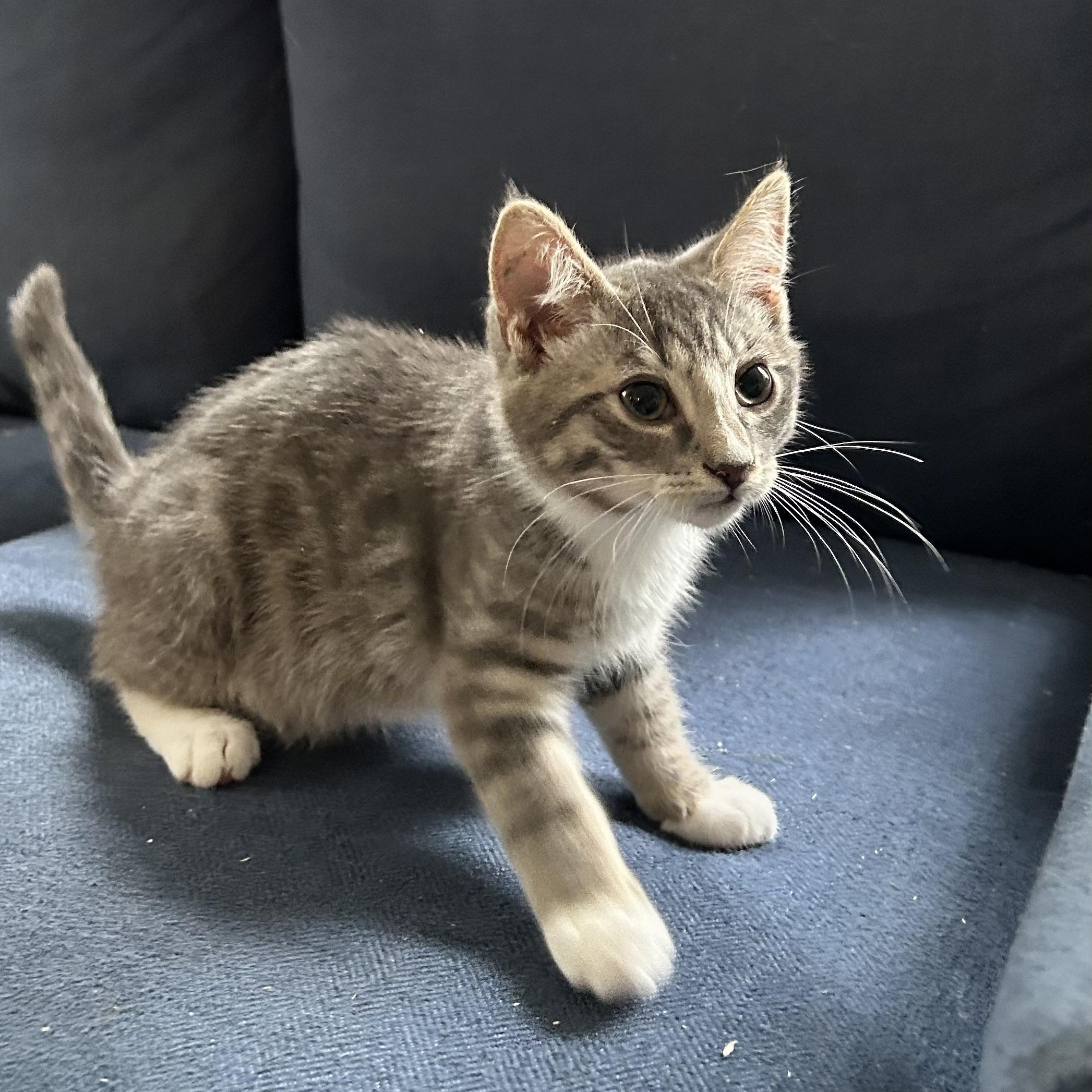 Denali, Baby Male Domestic Short Hair