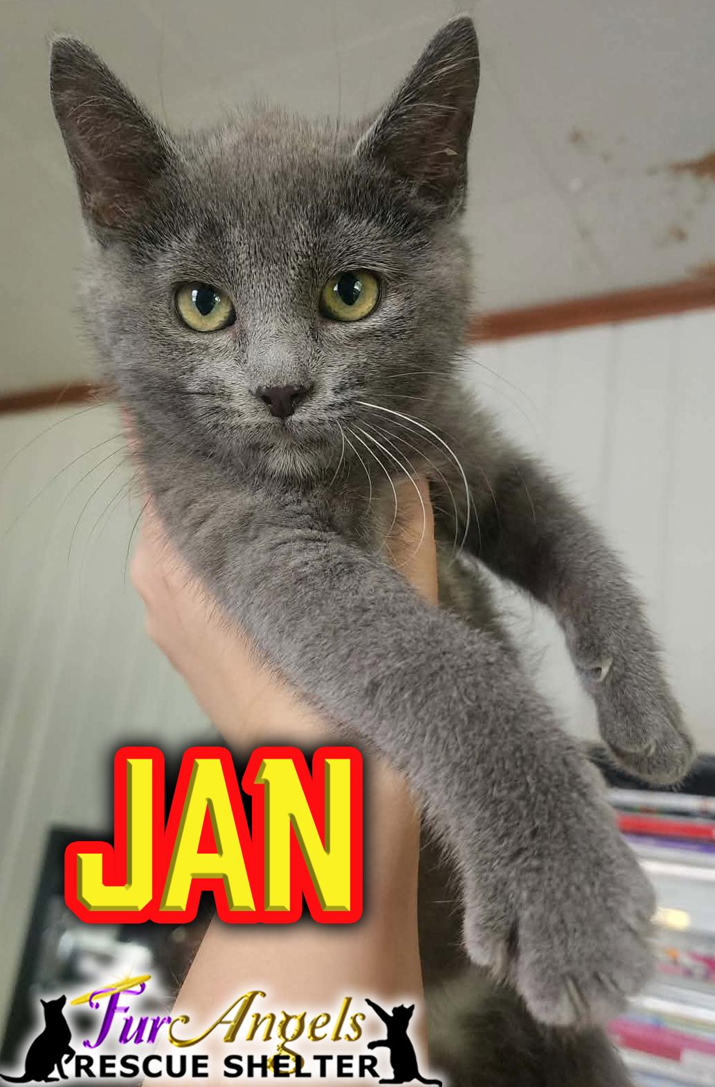 Enlarge Jan, a Adopted Domestic Short Hair in Toledo, OH image 1/1