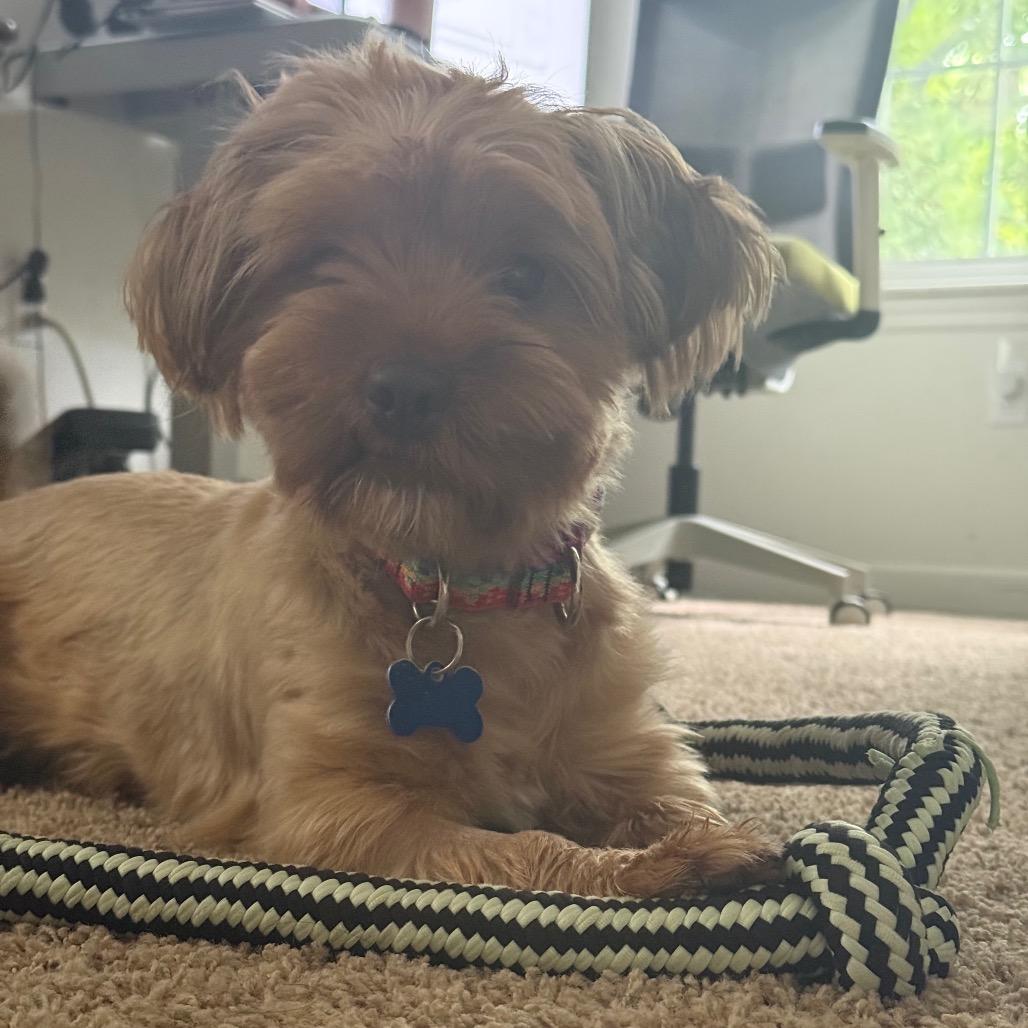 Symba, Adoptable, Young Male Shih Tzu & Yorkshire Terrier.