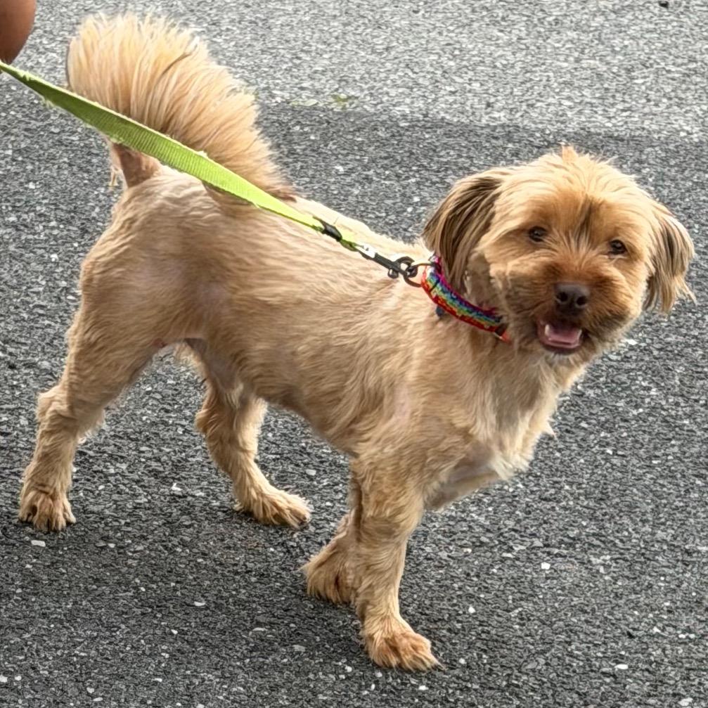 Symba, a Adoptable mixed breed in Sinking Spring, PA image 4/5