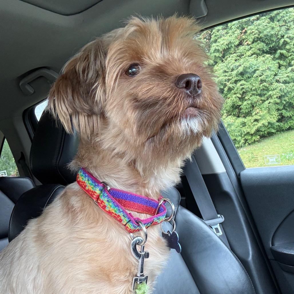 Symba, a Adoptable mixed breed in Sinking Spring, PA image 5/5