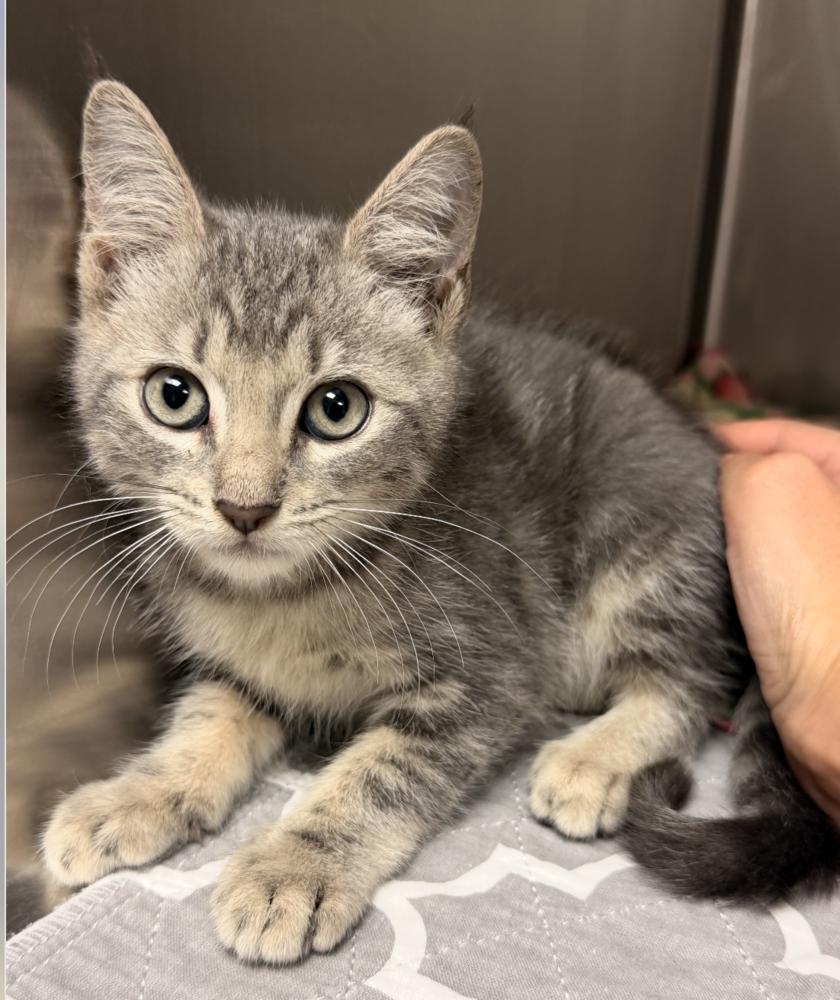 Mya, Adoptable, Kitten Female Domestic Short Hair.