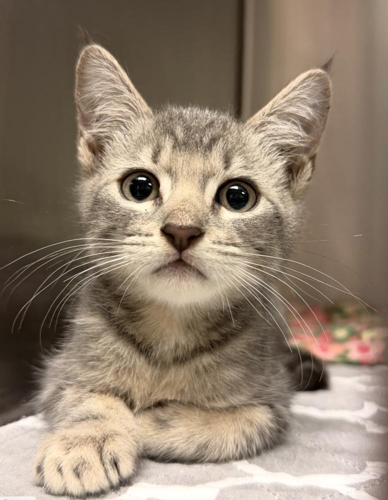 Enlarge Mya, a Adoptable Domestic Short Hair in Fort Lauderdale, FL image 2/2