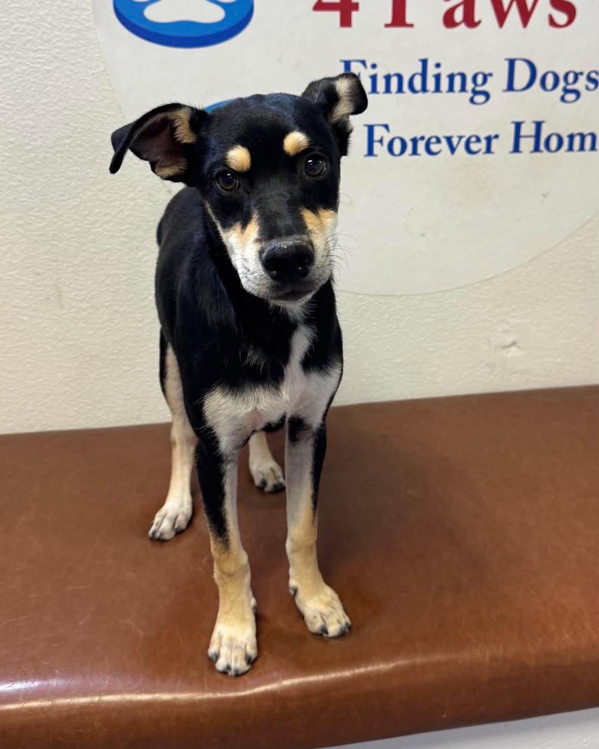 Pixel, adopted, Puppy Male Terrier & Chug.