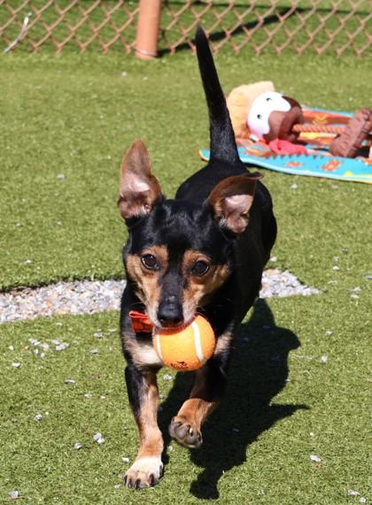 Enlarge Buddy, a Adoptable Mixed Breed in Athens, GA image 2/4