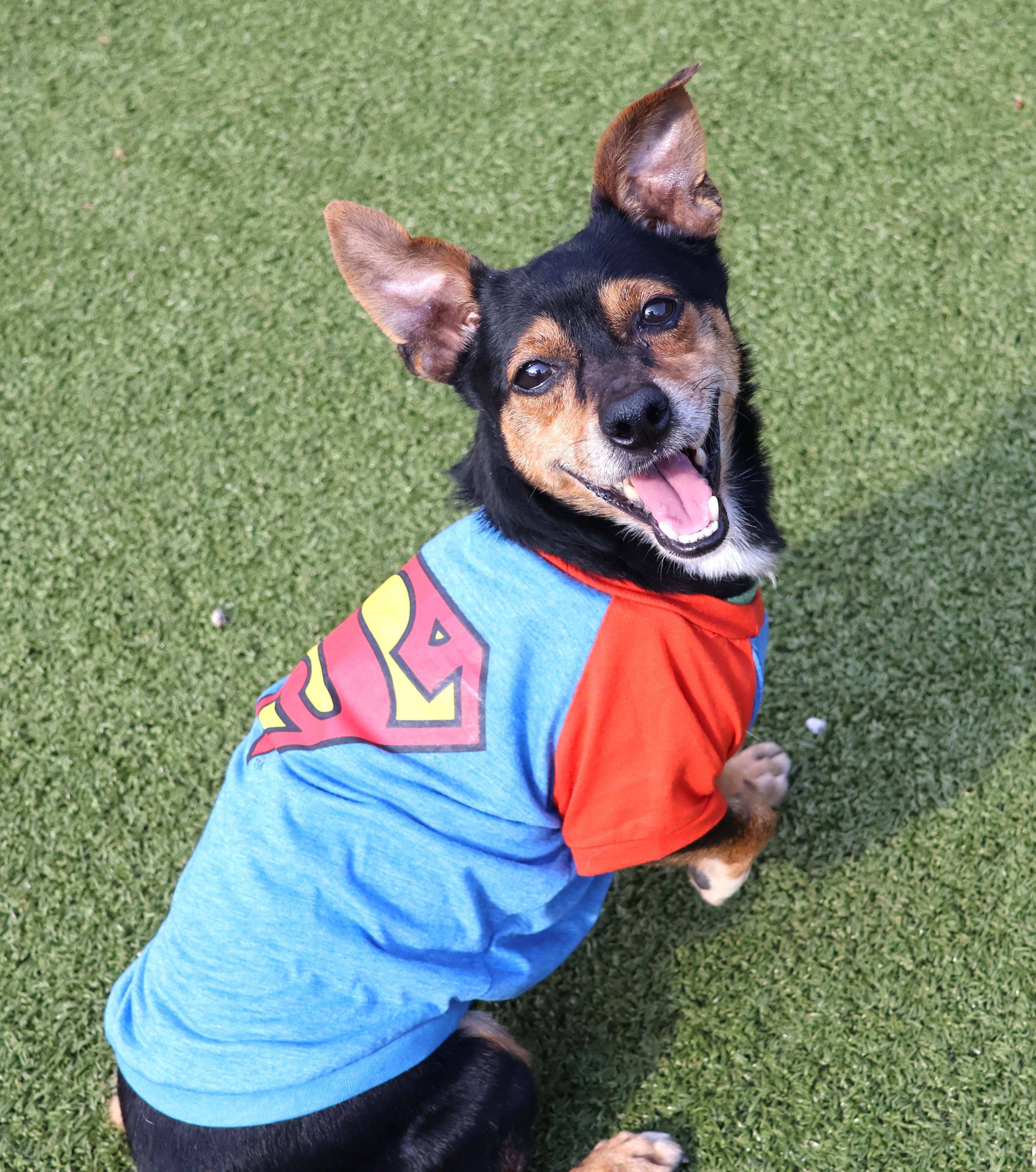 Buddy, Adoptable, Senior Male Mixed Breed.