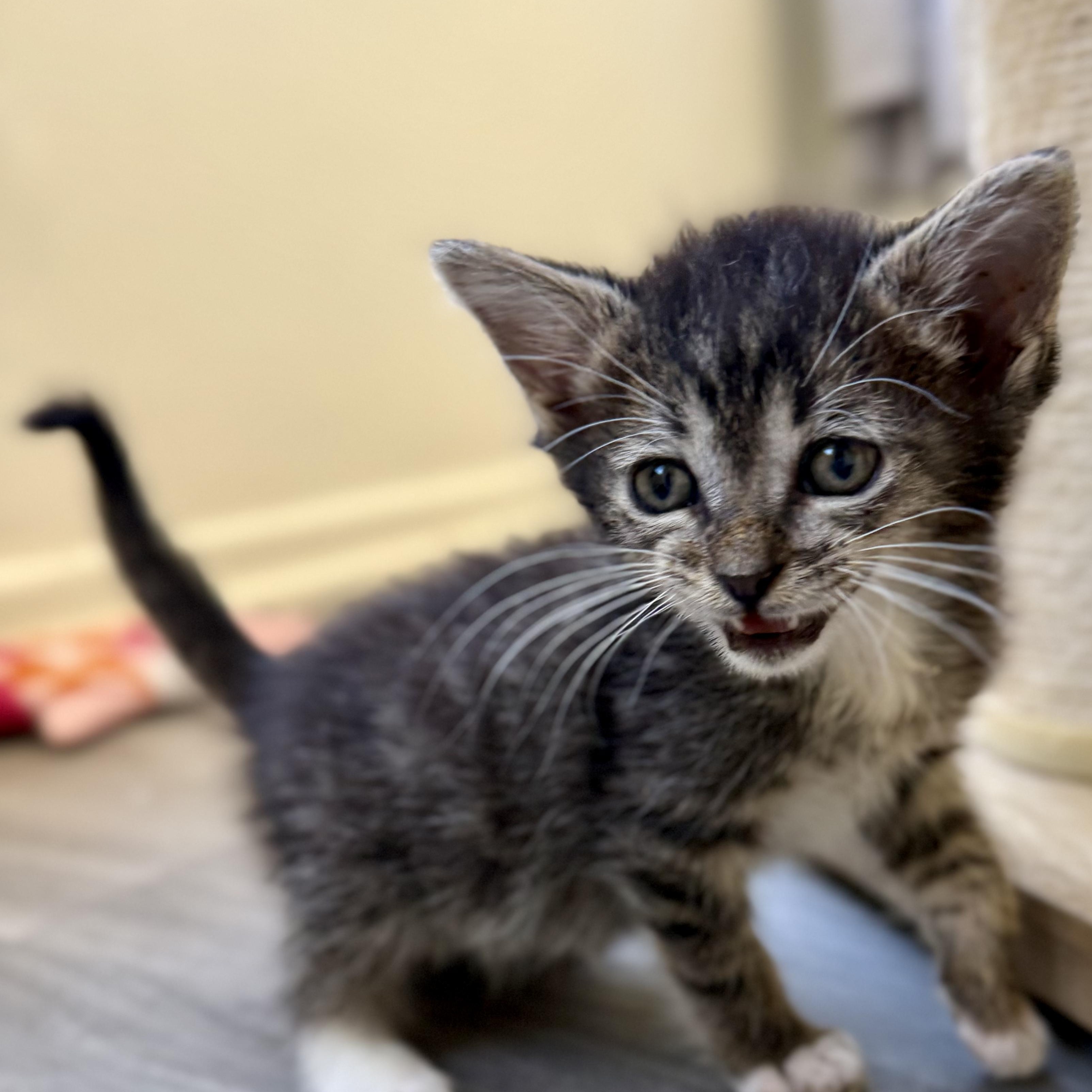 Enlarge Hector, a ADOPTABLE Domestic Short Hair in Santa Monica, CA image 3/3