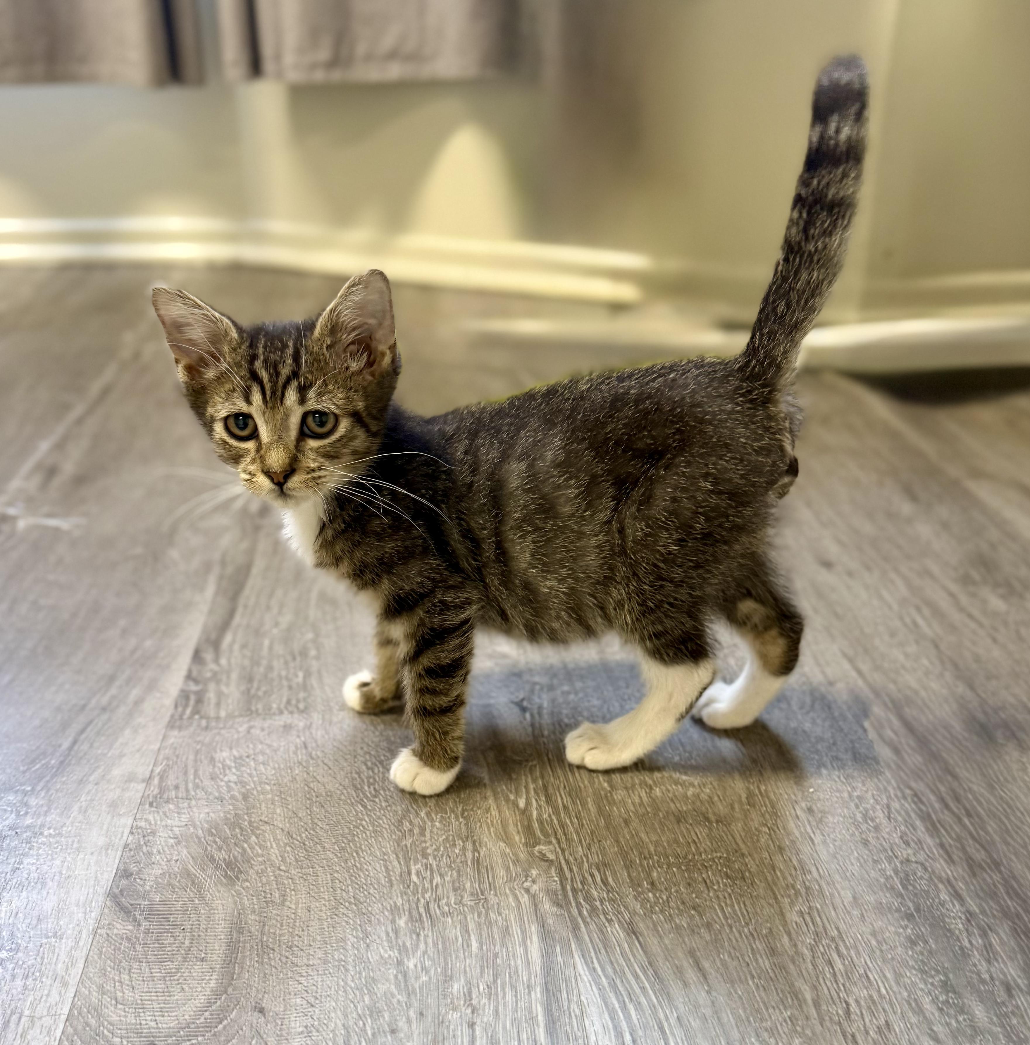Enlarge Hector, a Adoptable Domestic Short Hair in Santa Monica, CA image 2/3