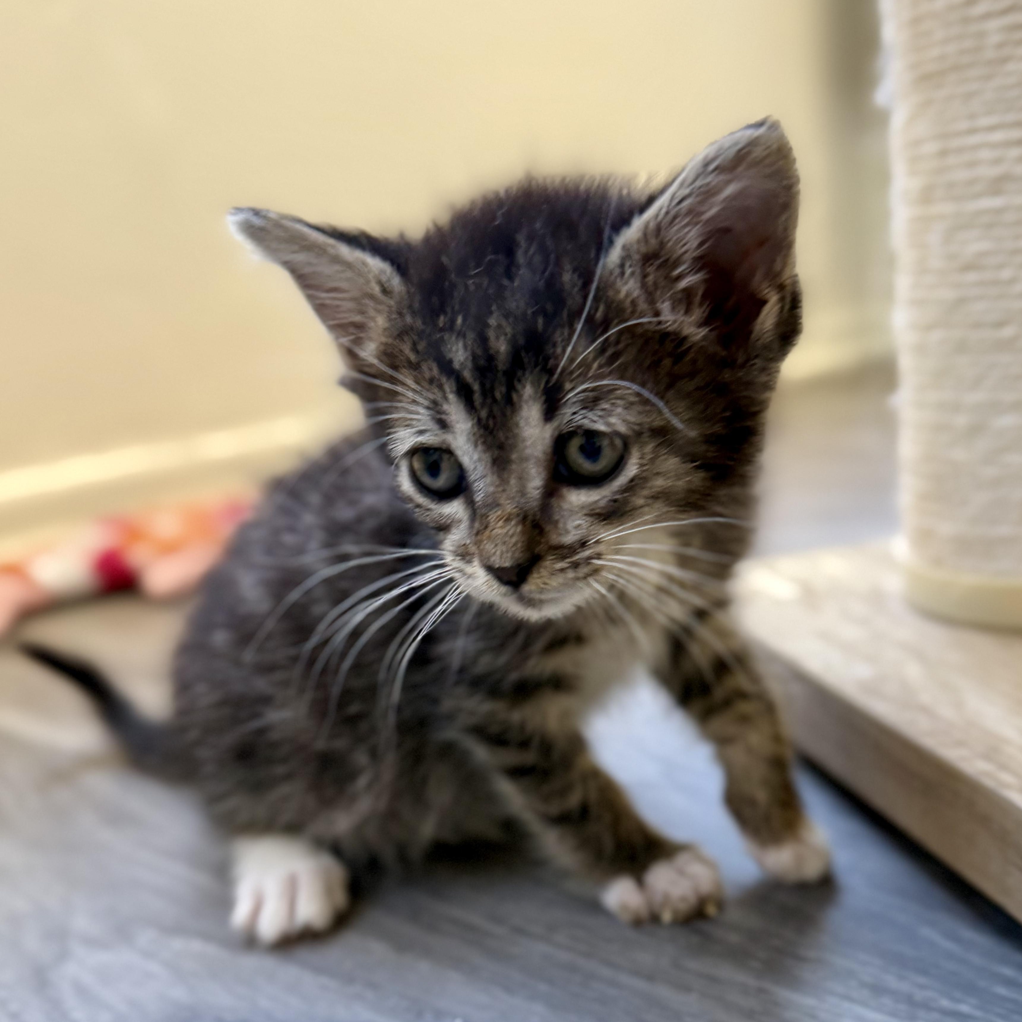 Enlarge Hector, a ADOPTABLE Domestic Short Hair in Santa Monica, CA image 2/3