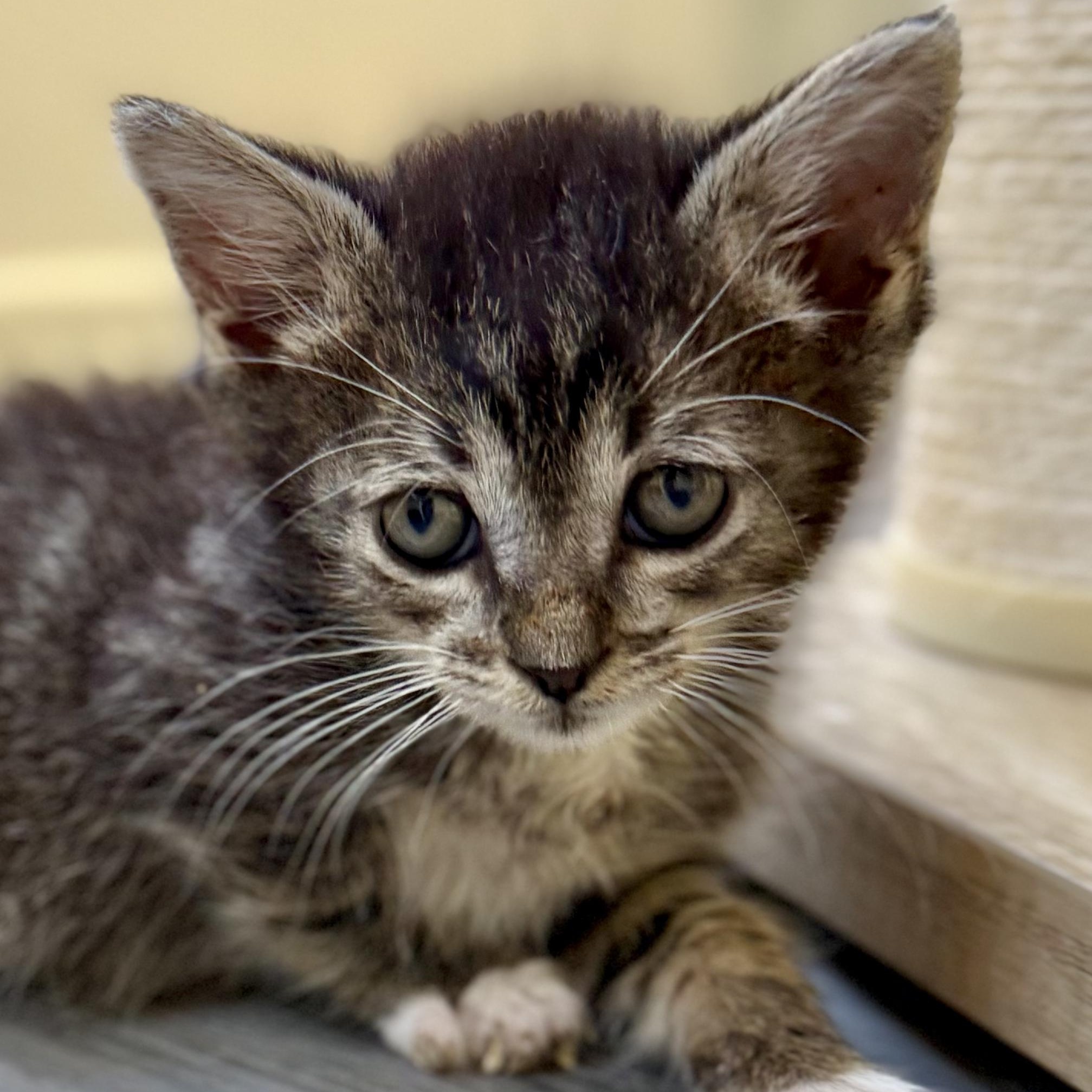 Hector, ADOPTABLE, Kitten Male Domestic Short Hair.