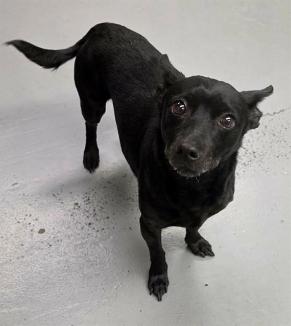 Enlarge Tabasco, an adopted mixed breed in Phoenix, OR image 1/1