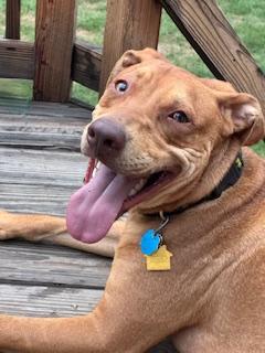 Oscar M., Adoptable, Adult Male Vizsla & Labrador Retriever.