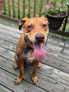 Enlarge Oscar M., a Adoptable mixed breed in Fishers, IN image 2/5