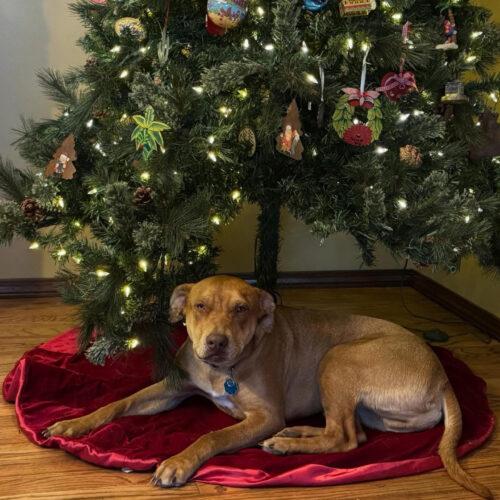 Enlarge Oscar M., a Adoptable mixed breed in Fishers, IN image 3/5