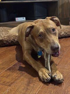 Enlarge Oscar M., a Adoptable mixed breed in Fishers, IN image 4/5