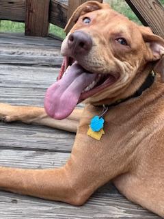 Enlarge Oscar M., a Adoptable mixed breed in Fishers, IN image 5/5