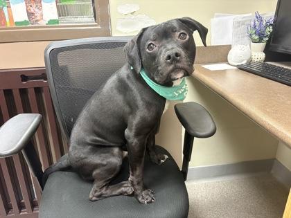 Oreo Cookie, Adoptable, Young Male Mixed Breed & Mixed Breed.