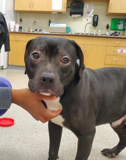 Enlarge Oreo Cookie, a Adoptable mixed breed in Maumee, OH image 2/3