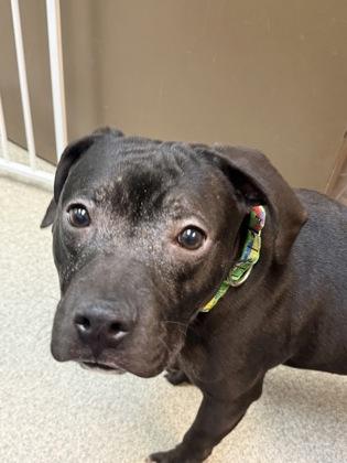 Oreo Cookie, Adoptable, Young Male Mixed Breed & Mixed Breed.