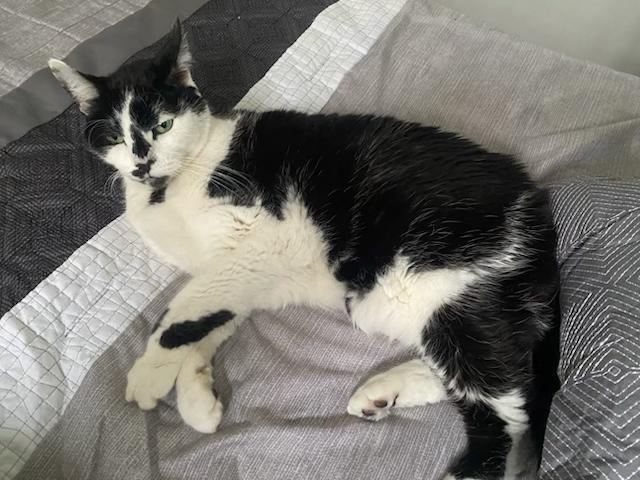 Enlarge Oreo, a Adoptable Domestic Short Hair in Arlington, MA image 2/4