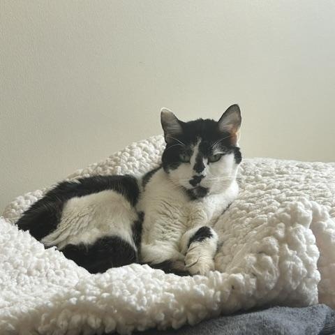 Oreo, Adoptable, Senior Female Domestic Short Hair.