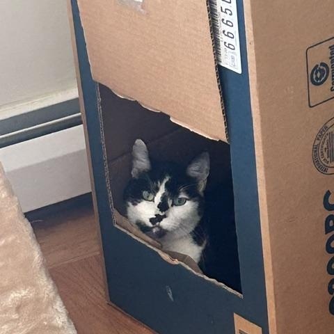 Enlarge Oreo, a Adoptable Domestic Short Hair in Arlington, MA image 3/4