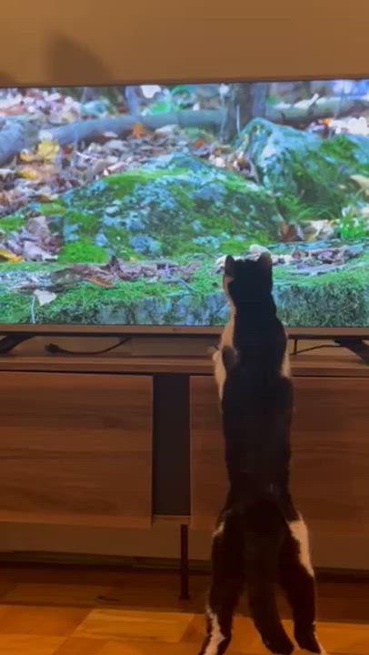 Enlarge Oreo, a Adoptable Domestic Short Hair in Arlington, MA video 4/4