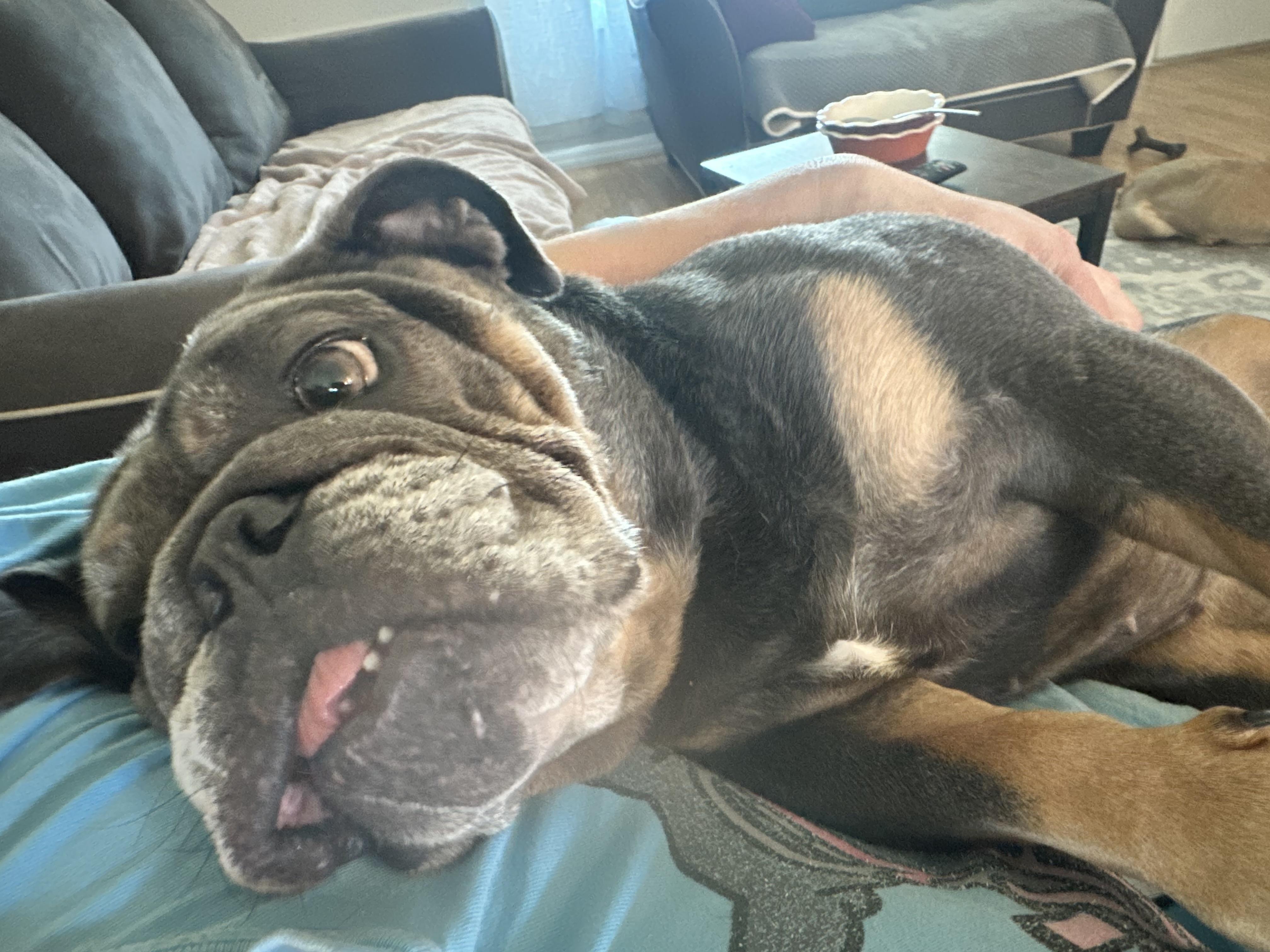 Bentley, Adoptable, Adult Female English Bulldog.