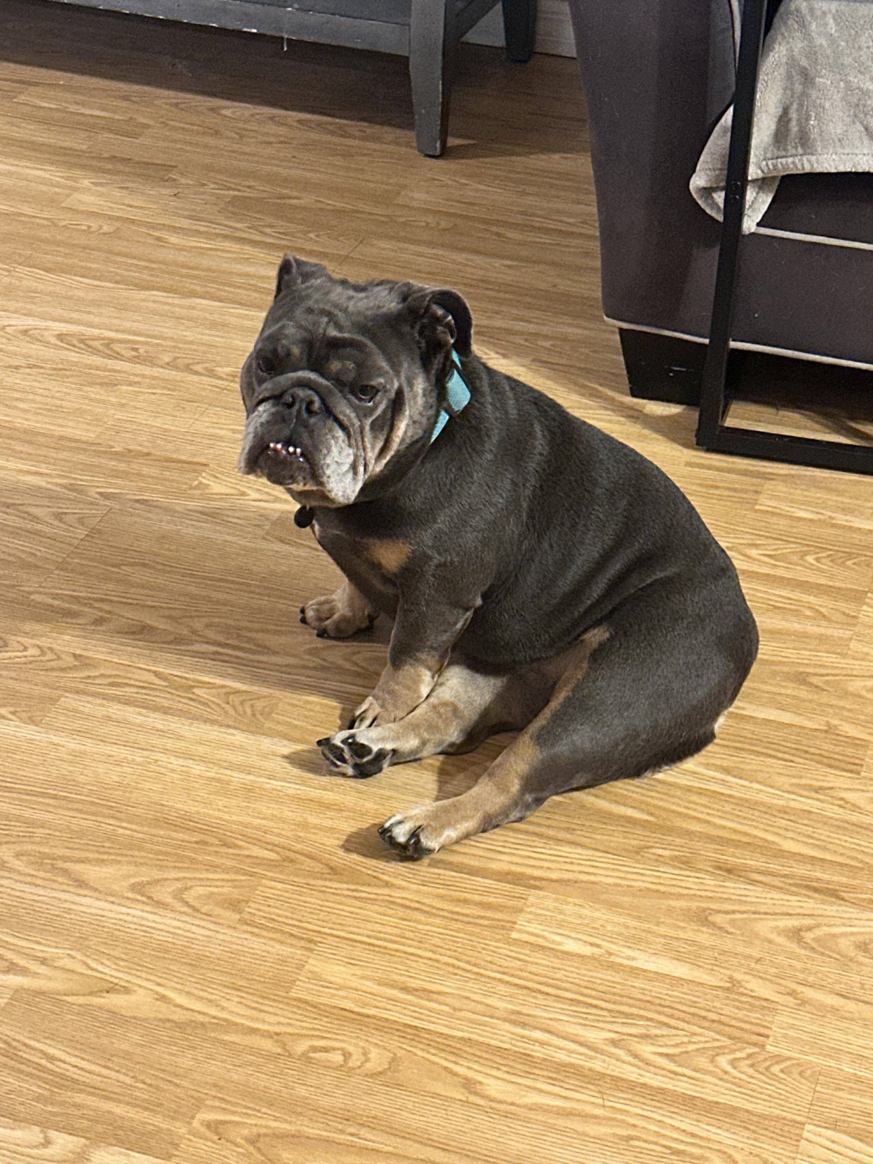 Enlarge Bentley, a Adoptable English Bulldog in PALM BAY, FL image 2/3