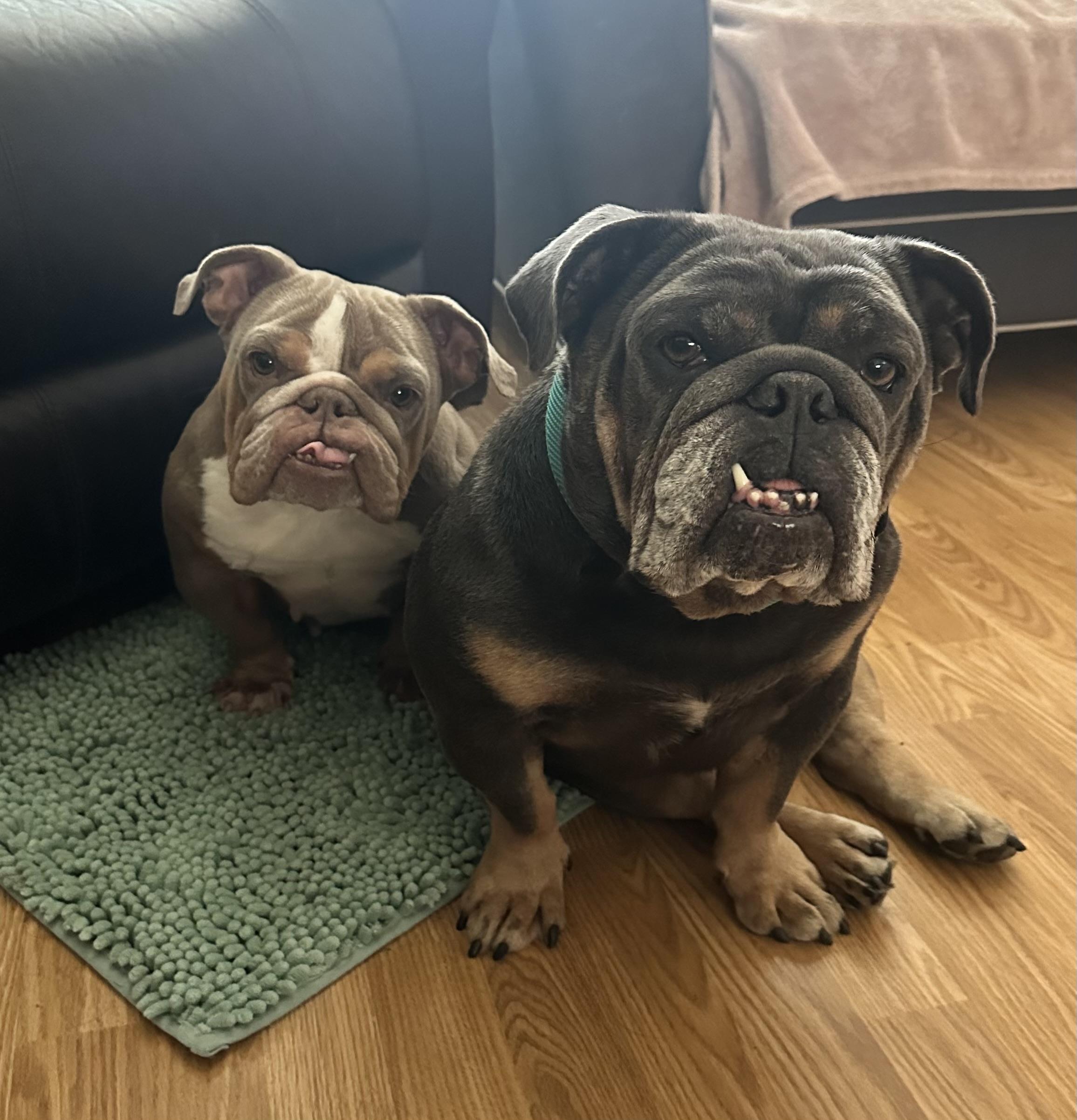 Enlarge Bentley, a Adoptable English Bulldog in PALM BAY, FL image 3/3