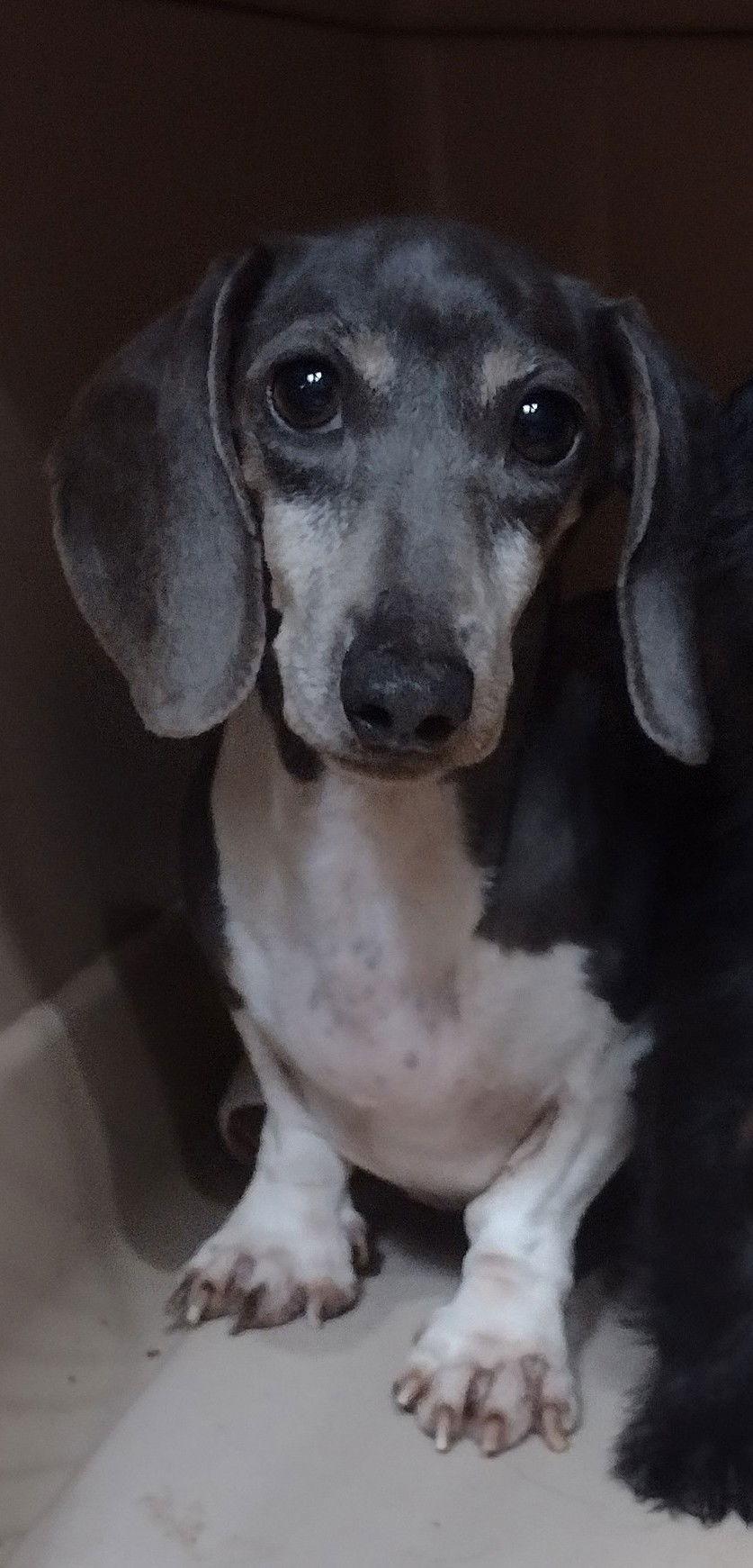 Gigi, Adoptable, Adult Female Dachshund.