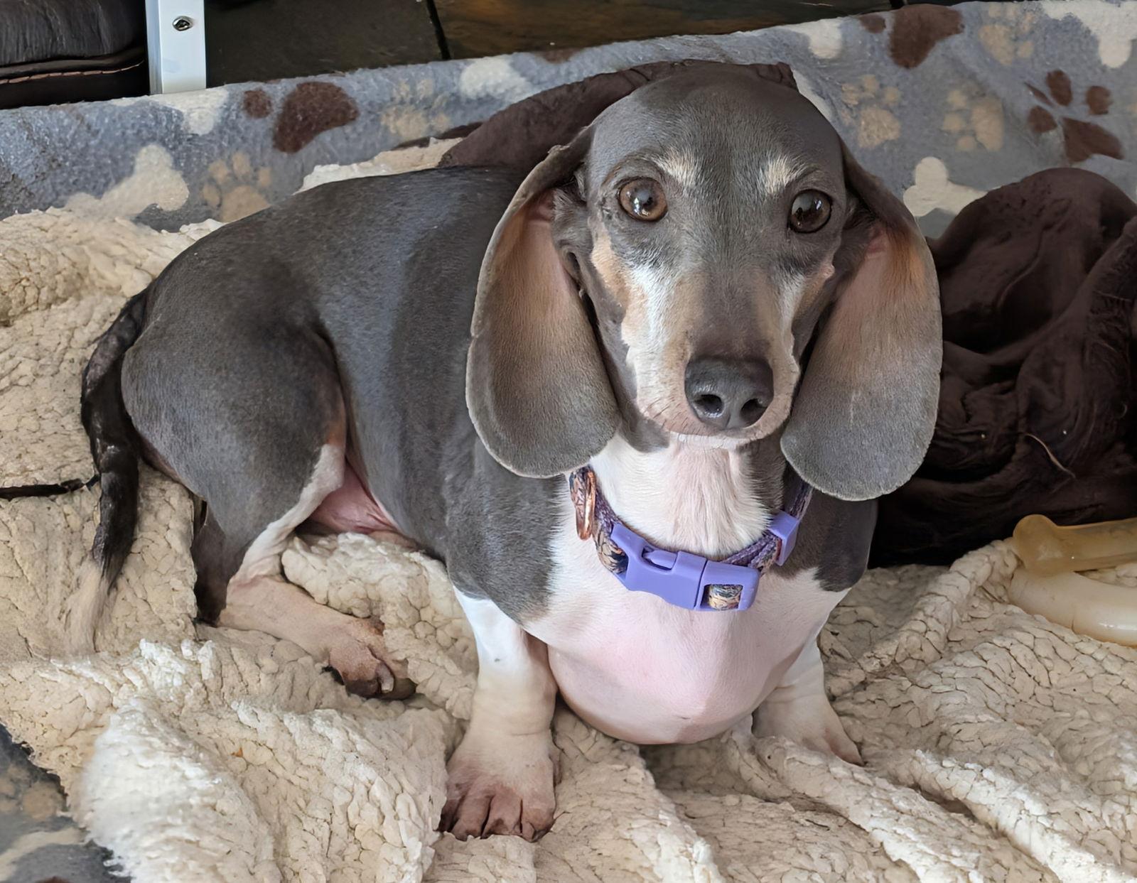 Enlarge Gigi, a Adoptable Dachshund in Sioux Falls, SD image 2/3