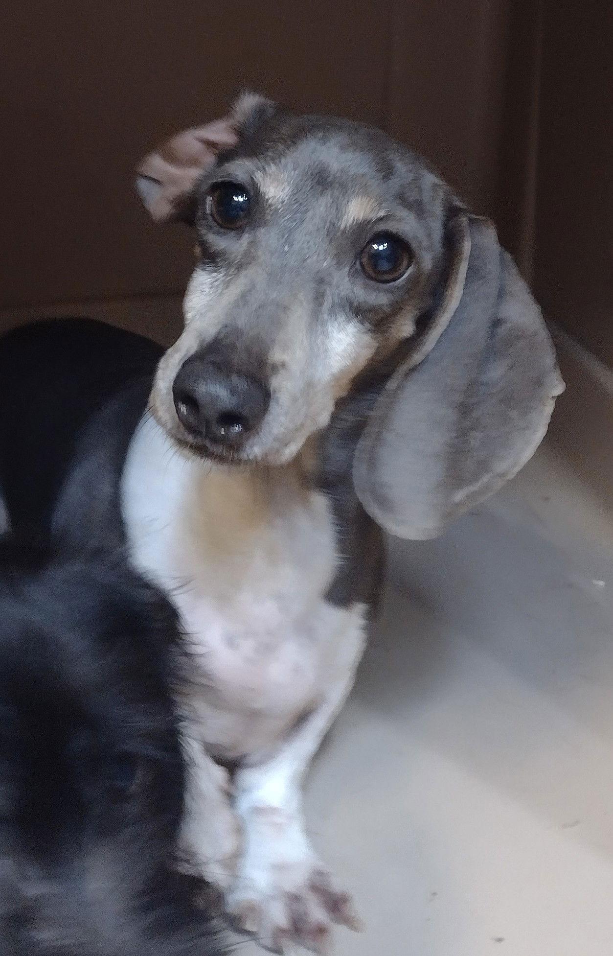 Enlarge Gigi, a Adoptable Dachshund in Sioux Falls, SD image 2/2