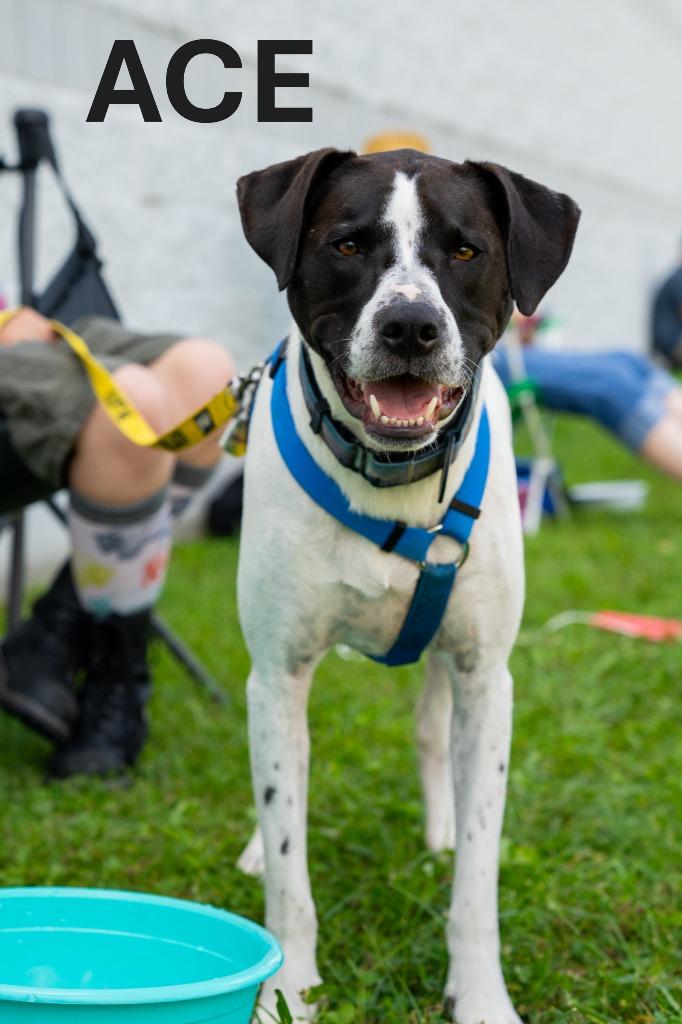 Ace, Adoptable, Adult Male Boxer & Australian Shepherd.