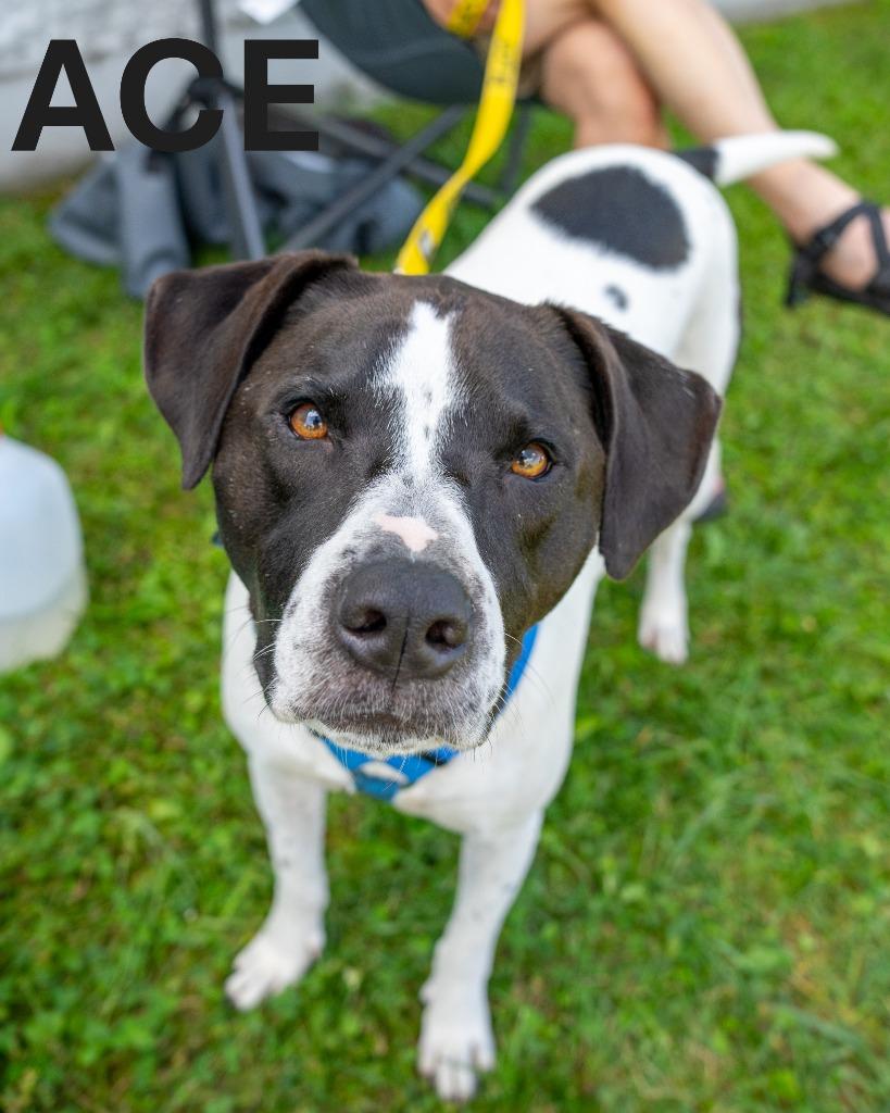 Ace, Adoptable, Adult Male Boxer & Australian Shepherd.