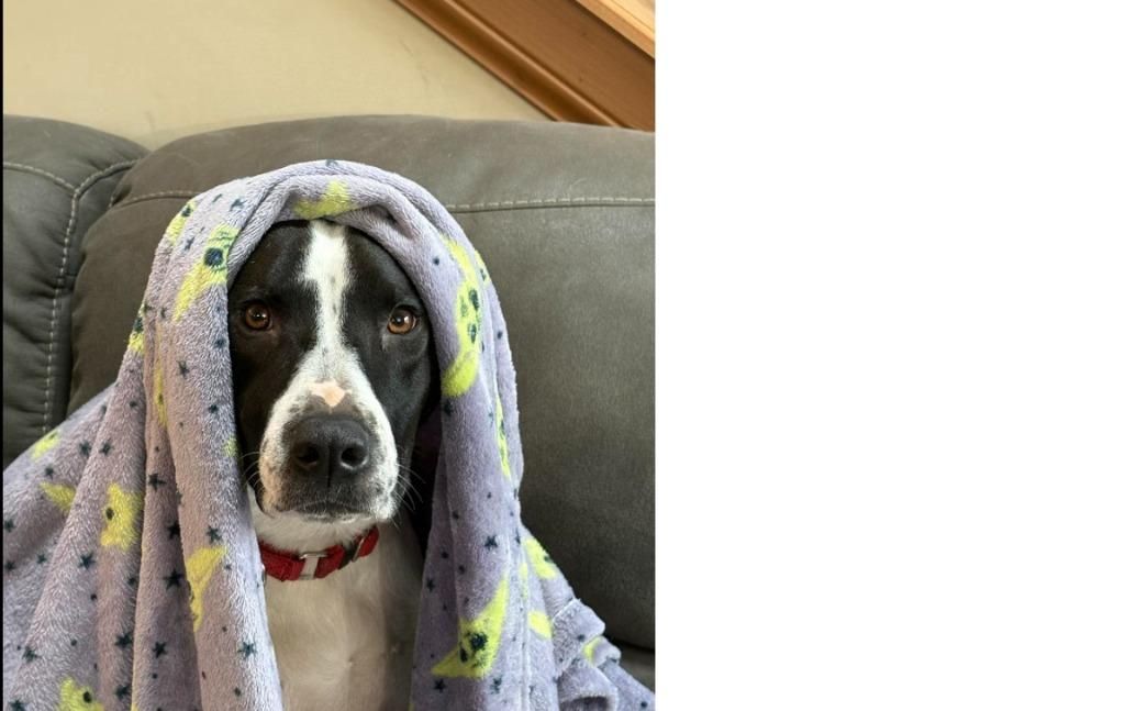 Enlarge Ace, a Adoptable mixed breed in Indianapolis, IN image 2/5